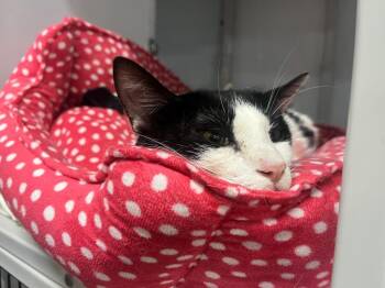 Binary Fission -  Domestic Short Hair Cat for Adoption in Raleigh, North Carolina - Binary Fission | PetCurious