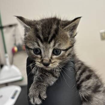 Blockbuster -  Domestic Medium Hair Cat for Adoption in Reno, Nevada - Blockbuster | PetCurious