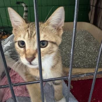 SUNFLOWER -  Domestic Short Hair Cat for Adoption in Kyle, Texas - SUNFLOWER | PetCurious