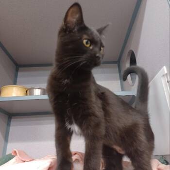 Domestic Medium Hair Cats Available for Adoption - Navi | PetCurious