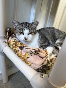 Rescue Domestic Short Hair Cats for Adoption in Hartford City, Indiana - Daisy | PetCurious