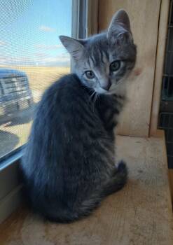 Rescue Tabby Cats for Adoption in Driggs, Idaho - Whiskey | PetCurious