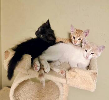 Zapper -  Domestic Short Hair Cat for Adoption in Green Valley, Arizona - Zapper | PetCurious