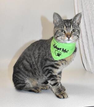 Domestic Short Hair Cats Available for Adoption - Oscar | PetCurious