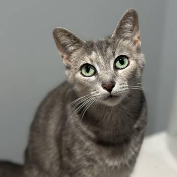 Conga -  Domestic Short Hair Cat for Adoption in Pontiac, Michigan - Conga | PetCurious