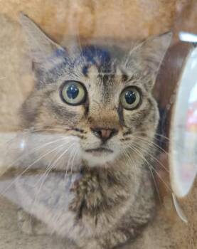 Martin -  Domestic Short Hair Cat for Adoption in Lafayette, Indiana - Martin | PetCurious
