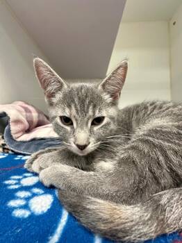 Zoey (Welbourne) -  Domestic Short Hair Cat for Adoption in Johnson City, Tennessee - Zoey (Welbourne) | PetCurious