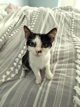 Mary Ann -  Domestic Short Hair Cat for Adoption in Chicago, Illinois - Mary Ann | PetCurious