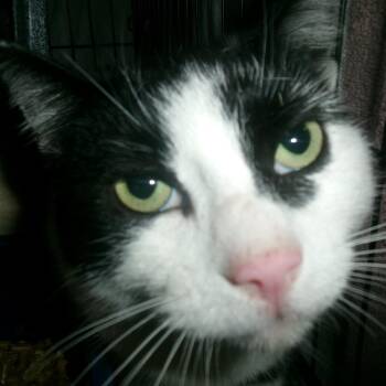 Rhodes (Working Cat) -  Domestic Short Hair Cat for Adoption in Plover, Wisconsin - Rhodes (Working Cat) | PetCurious