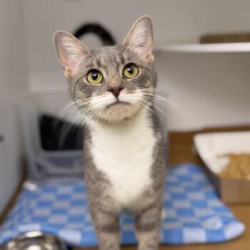 Kia Soul -  Domestic Short Hair Cat Available for Adoption in New York, New York - Kia Soul | PetCurious