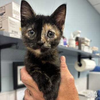 Domestic Short Hair Cats Available for Adoption in Washington, District Of Columbia - Ms. Venus | PetCurious