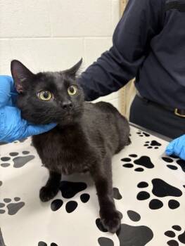 Domestic Short Hair Cats Available for Adoption in Derwood, Maryland - CLARABELL | PetCurious