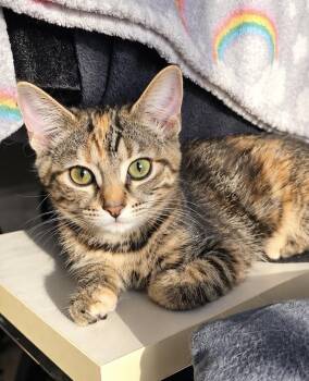 Peanut -  Domestic Short Hair Cat for Adoption in Chicago, Illinois - Peanut | PetCurious