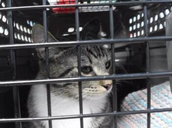 Domestic Short Hair Cats Available for Adoption in Omaha, Nebraska - MILA | PetCurious