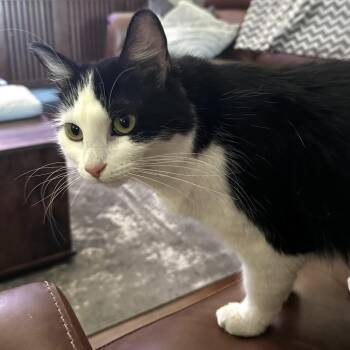 Oreo -  Domestic Medium Hair Cat for Adoption in Hemet, California - Oreo | PetCurious