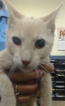 WILLY -  Domestic Short Hair Cat for Adoption in Doral, Florida - WILLY | PetCurious