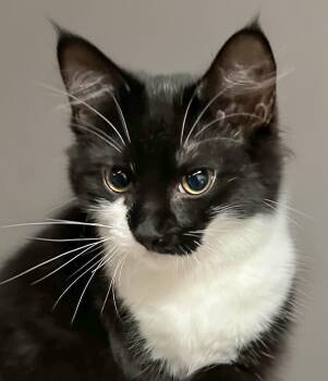 Rosemary -  Tuxedo Cat for Adoption in Attleboro, Massachusetts - Rosemary | PetCurious