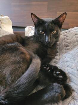 Domestic Short Hair Cats Available for Adoption in Columbia, South Carolina - Charcoal | PetCurious