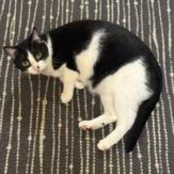 Kona -  Domestic Short Hair Cat for Adoption in Redwood City, California - Kona | PetCurious