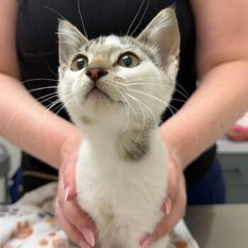 Nick -  Domestic Short Hair Cat for Adoption in Chaska, Minnesota - Nick | PetCurious