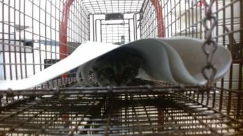 Rescue Domestic Short Hair Cats for Adoption in Doral, Florida - CLAUDIA | PetCurious