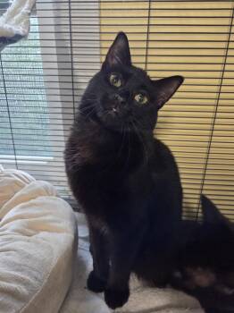 Domestic Short Hair Cats Available for Adoption in Warwick, Rhode Island - Juicy Pear | PetCurious