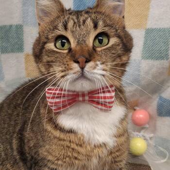 Domestic Short Hair and Tabby Cats Available for Adoption - Gimpy | PetCurious