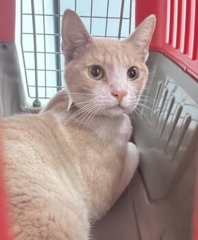 Harvest Snap -  Domestic Short Hair Cat for Adoption - Harvest Snap | PetCurious