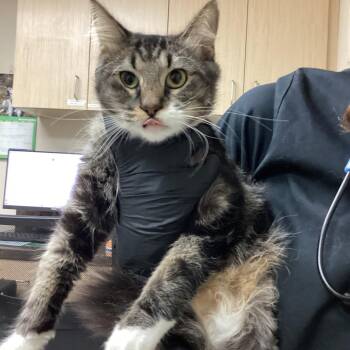 Joey -  Domestic Medium Hair Cat for Adoption in Lakeland, Florida - Joey | PetCurious