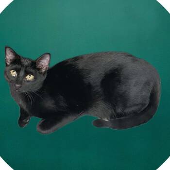 Royal - Black Kitten -  Domestic Short Hair Cat for Adoption in Union, Missouri - Royal - Black Kitten | PetCurious