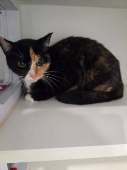 Patches -  Domestic Short Hair Cat for Adoption in Lunenburg, Vermont - Patches | PetCurious