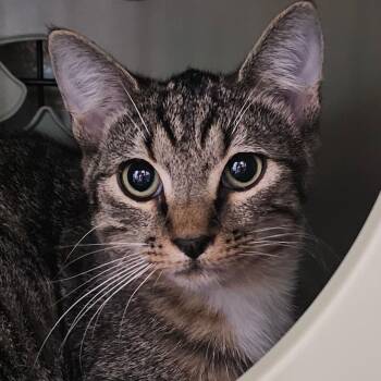 Biscuits -  Domestic Short Hair Cat for Adoption in Columbus, North Carolina - Biscuits | PetCurious