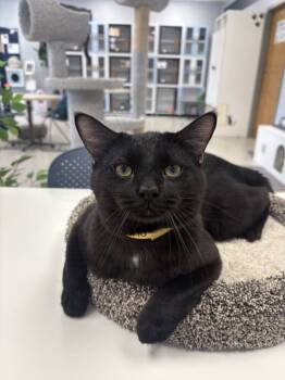 Rescue Domestic Short Hair Cats for Adoption in Plymouth, Minnesota - Oliver ~Adoption Center Cat~ | PetCurious