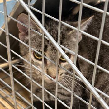 AHNJ-Stray-123561 -  Domestic Short Hair Cat for Adoption in Newark, New Jersey - AHNJ-Stray-123561 | PetCurious