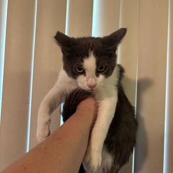 Domestic Short Hair Cats Available for Adoption - Winter | PetCurious