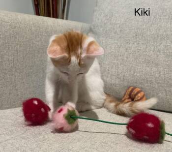 Kiki Girl -  Domestic Short Hair Cat for Adoption in San Antonio, Texas - Kiki Girl | PetCurious