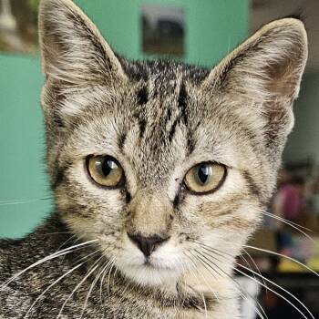 Rescue Domestic Short Hair Cats for Adoption in Grinnell, Iowa - Lucille | PetCurious
