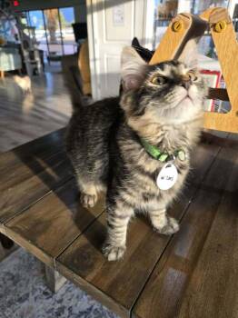 Wizard -  Domestic Medium Hair Cat for Adoption in Tucson, Arizona - Wizard | PetCurious