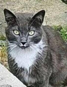 Mr. Bibbs -  Domestic Short Hair Cat for Adoption in Kenhorst, Pennsylvania - Mr. Bibbs | PetCurious
