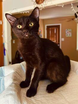 Phoebe -  Domestic Medium Hair Cat for Adoption in Calera, Alabama - Phoebe | PetCurious