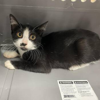 Rescue Domestic Short Hair Cats for Adoption in Dickinson, Texas - Caroline | PetCurious