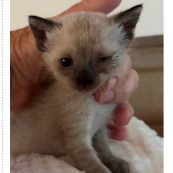 Avery -  Domestic Short Hair Cat for Adoption in Austin, Texas - Avery | PetCurious