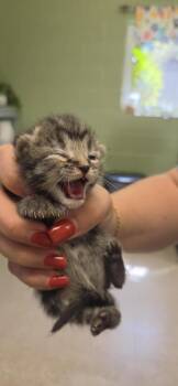 Zero -  Domestic Short Hair Cat for Adoption in Burnsville, North Carolina - Zero | PetCurious