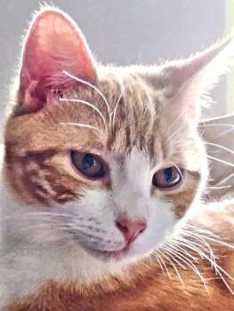 Tabby Cats Available for Adoption - Tigger | PetCurious