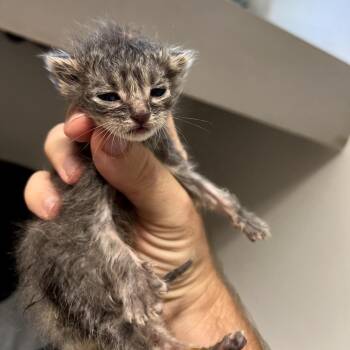 Munch -  Domestic Short Hair Cat for Adoption in Spokane, Washington - Munch | PetCurious