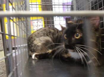 GUITAR -  Domestic Medium Hair Cat for Adoption in Tulsa, Oklahoma - GUITAR | PetCurious