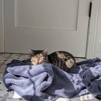 Soundwave -  Domestic Short Hair Cat for Adoption in Aspinwall, Pennsylvania - Soundwave | PetCurious