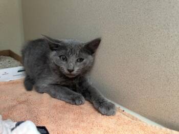 DEJA -  Domestic Short Hair Cat for Adoption in Santa Fe, New Mexico - DEJA | PetCurious