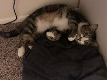 Domestic Short Hair Cats Available for Adoption - Machi | PetCurious