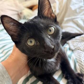Garfunkel -  Domestic Short Hair Cat for Adoption in Dublin, California - Garfunkel | PetCurious